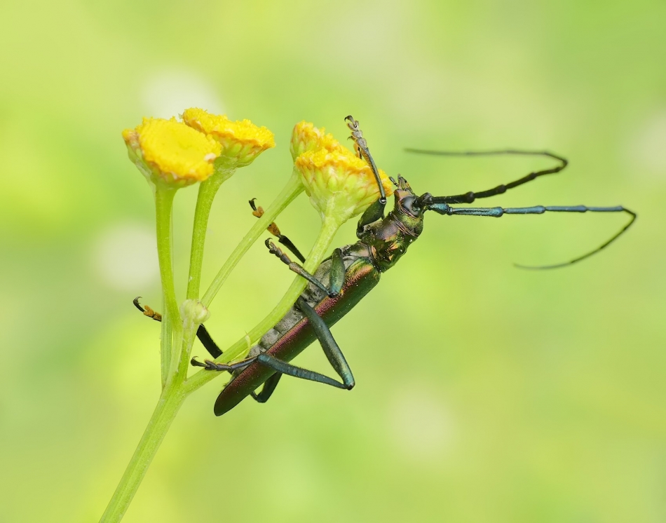 keni - Wonnica piżmówka. PE proszę. Zdjęcie 334554