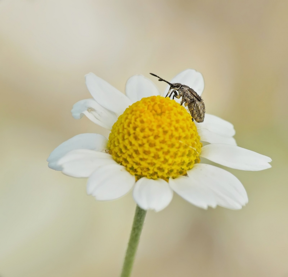 keni - Strophosoma capitatum. PE. Zdjęcie 324790