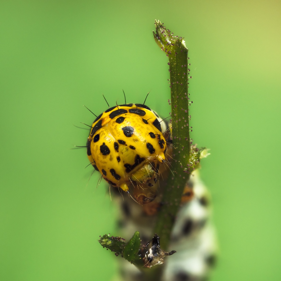 assalga - Kapturnica portretowo. . Zdjęcie 337190