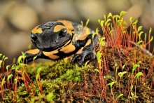 Salamandra