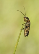 Zalęszczyca (Oedemera v...