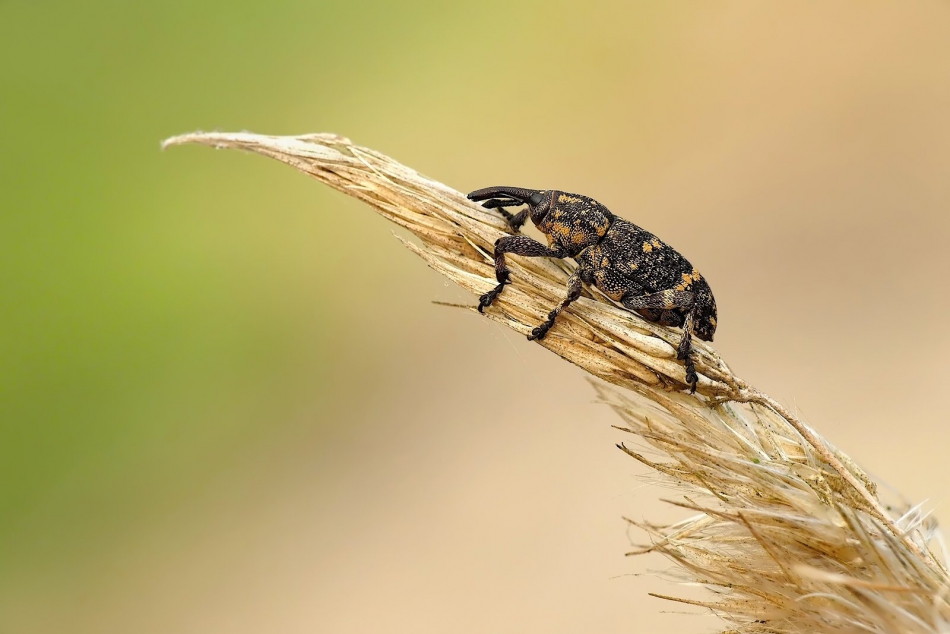 keni - . . Zdjęcie 301270