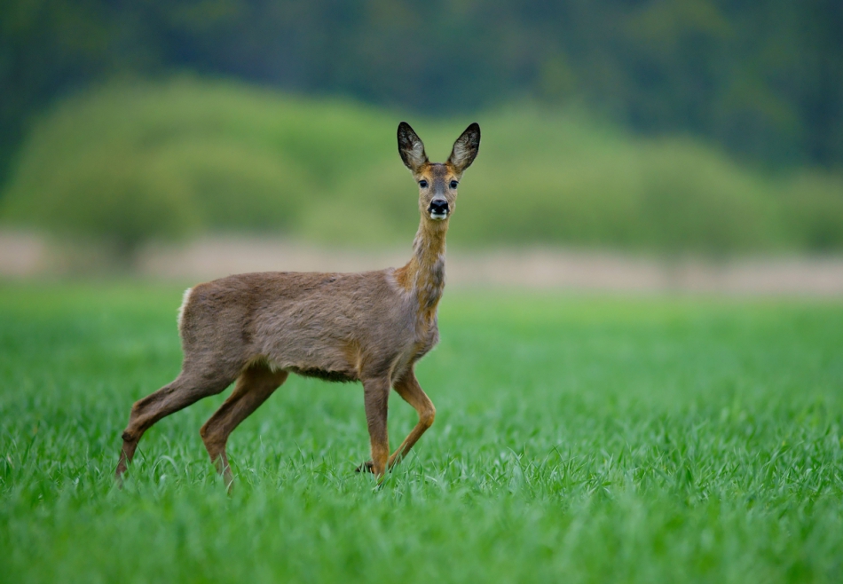 amigamedia - Ona. Sarna (Capreolus capreolus) . Zdjęcie 167579