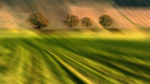 Autumn in field