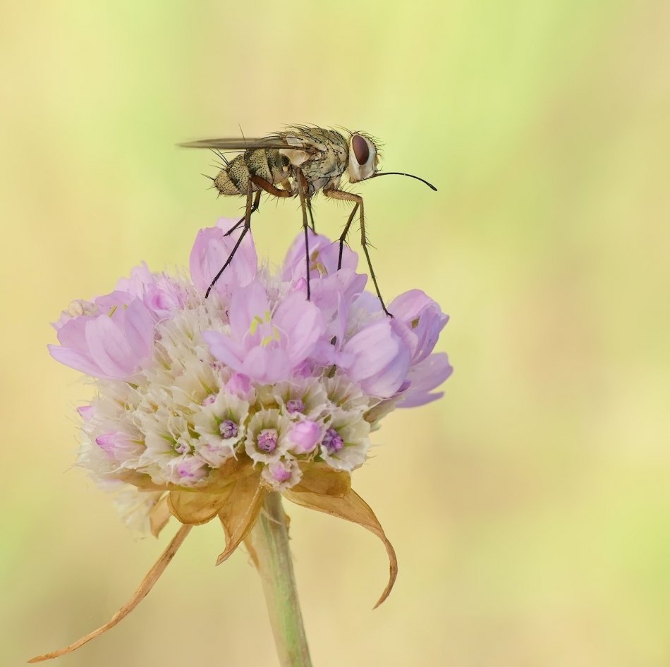 keni - Mucha domowa (Musca domestica). . Zdjęcie 325884
