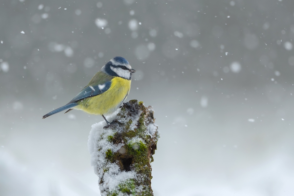 fotodam - Zima. Modraszka (Parus caeruleus) Eurasian Blue Tit . Zdjęcie 330600