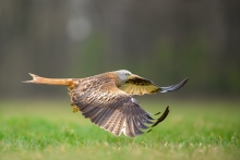 Kania Ruda, Red Kite (M...