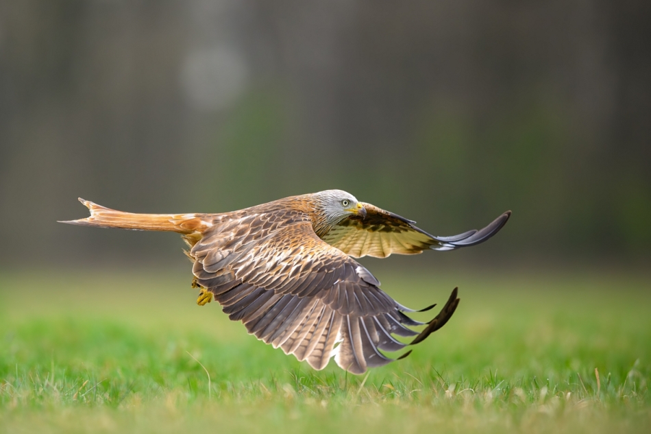 raftik - Kania Ruda, Red Kite (Milvus milvus) ... 2025r. . Zdjęcie 331933