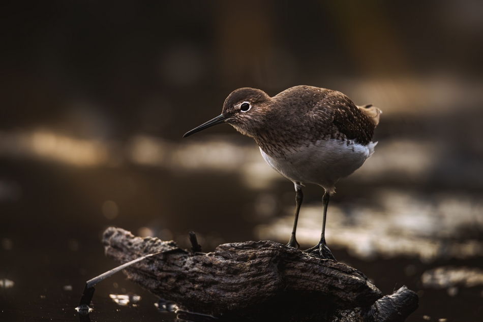 mariok - brodziec piskliwy. . Zdjęcie 336569