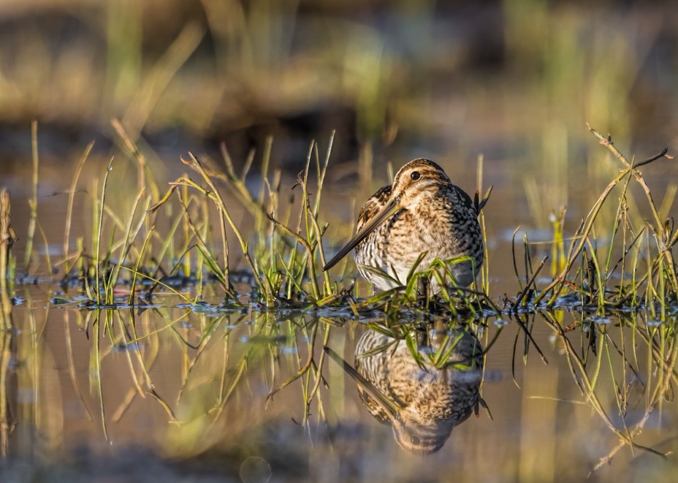 slaw300 - Kszyk. . Zdjęcie 337331