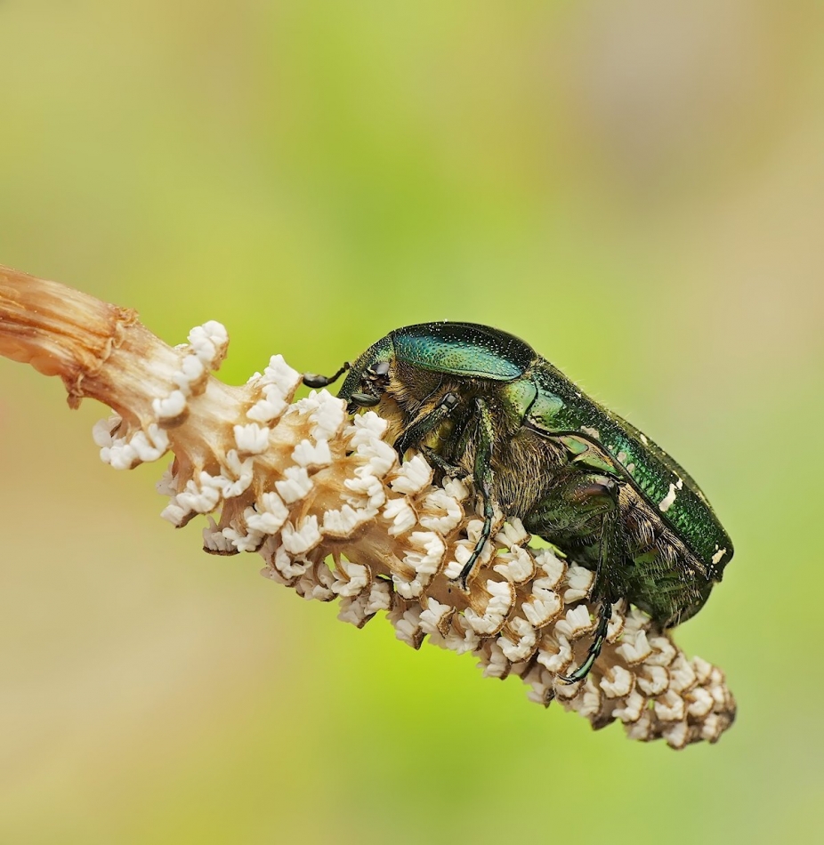 keni - Cetonia aurata. . Zdjęcie 324215