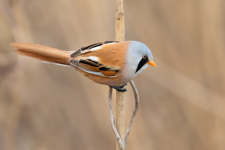 raftik - Wąsatka, Bearded Parrotbill (Panurus biarmicus) ... 2020r. . Zdjęcie 264789
