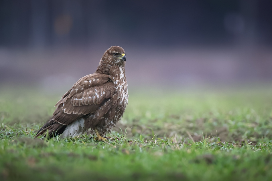 marcinmm - Myszołów zwyczajny ( Buteo buteo ). . Zdjęcie 322070