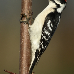 HAIRY WOODPECKER.