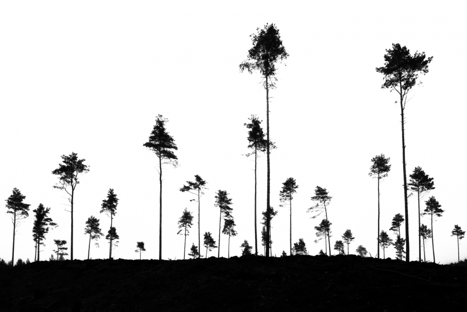 Sosnowe laski . . Zdjęcie 336934