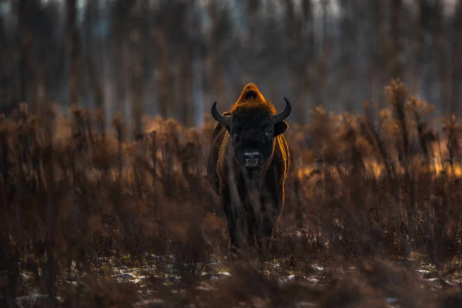 darek_d - duch puszczy. . Zdjęcie 311761