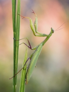 Mantis religiosa