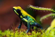 Phyllobates bicolor