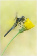 Little Lamb Dragonfly