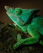 Rekordowy kameleon
