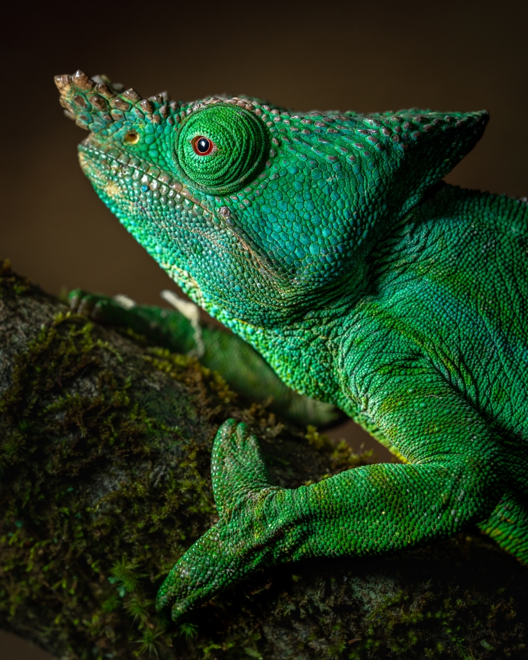 Lilen - Rekordowy kameleon. Przedstawiam Wam największego, a przynajmniej najcięższego wśród kameleonów – kameleona krępego (Calumma parsonii). Największe osobniki osiągają masę do 700 g, a ich długość dochodzi nawet do 70 cm. . Zdjęcie 328124