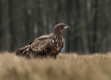 młody 