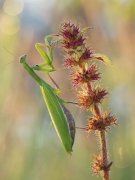 Mantis religiosa