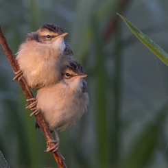 Czekając na śniadanie