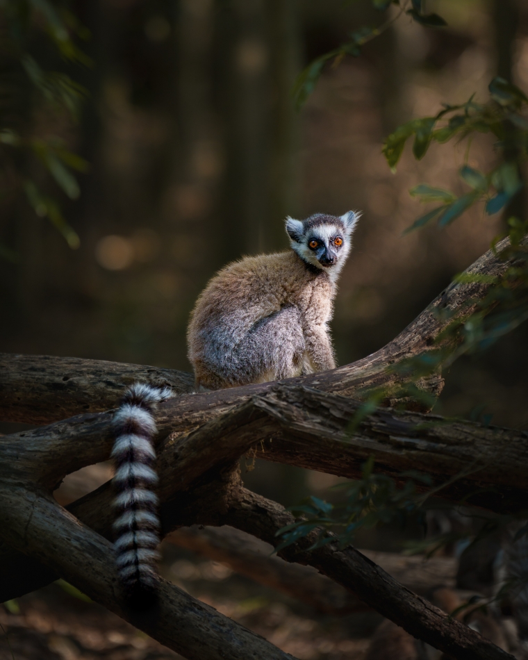 Lilen - Król Julian. W Madagaskarze swoje królestwo posiada, chyba najbardziej znany z wszystkich gatunków lemurów, lemur katta. Z pozostałych lemurów wyróżnia się pasiastym ogonem oraz tym, że jest pierwowzorem postaci Króla Juliana z filmu Madagaskar