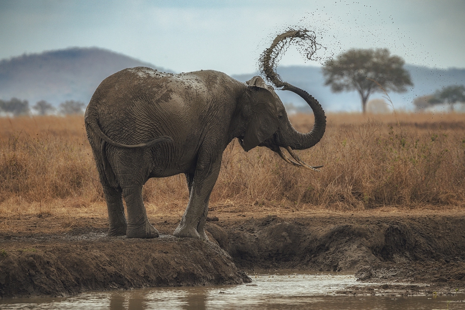 samurajgrzes - . Słoń przy wodopoju. Tanzania. Zdjęcie 318221