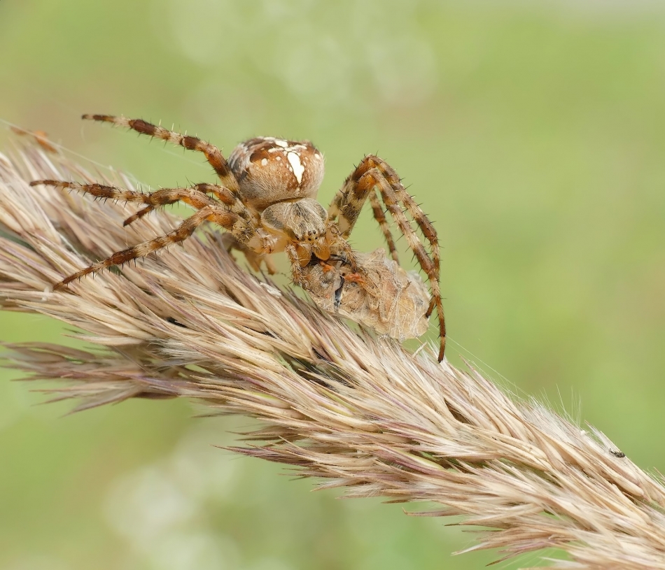keni - Pająk i pluskwiak. PE. Zdjęcie 335561