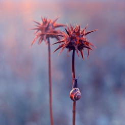 Rogaci z niebiańskich łąk