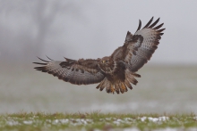 Spread your wings...