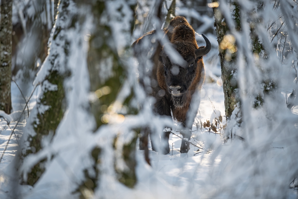 darek_d - skarby puszczy. . Zdjęcie 321522
