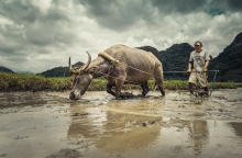 Fertile mud