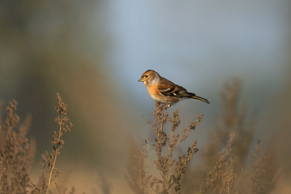 Jer na stołówce. . Zdjęcie 336446
