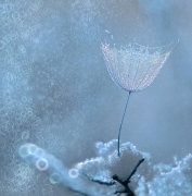 Dream of Winter