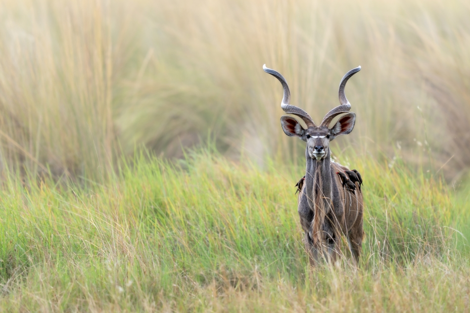 Lilen - Kudu. Antylopa Kudu wyszła z wysokich traw porastających mokradła w delcie Okawango. Ozdobą tej pięknej antylopy są długie na ok. 120cm kręcone rogi. Te rogi są też przyczyną jej kłopotów. . Zdjęcie 321033