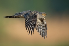 Kukułka, Common Cuckoo ...