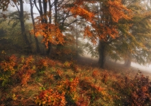 autumn forest