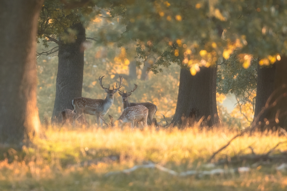 therion - Wczesnojesienne budzenie. . Zdjęcie 336553