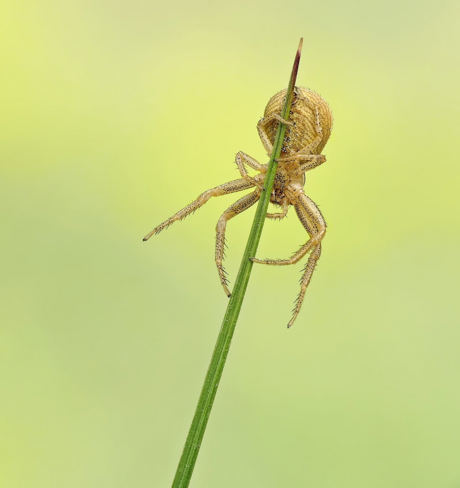 keni - Bokochód pospolity (Xysticus ulmi). . Zdjęcie 315211