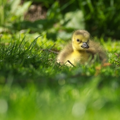Alleluja Wszystkim...