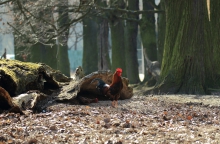 Kogut a przyroda