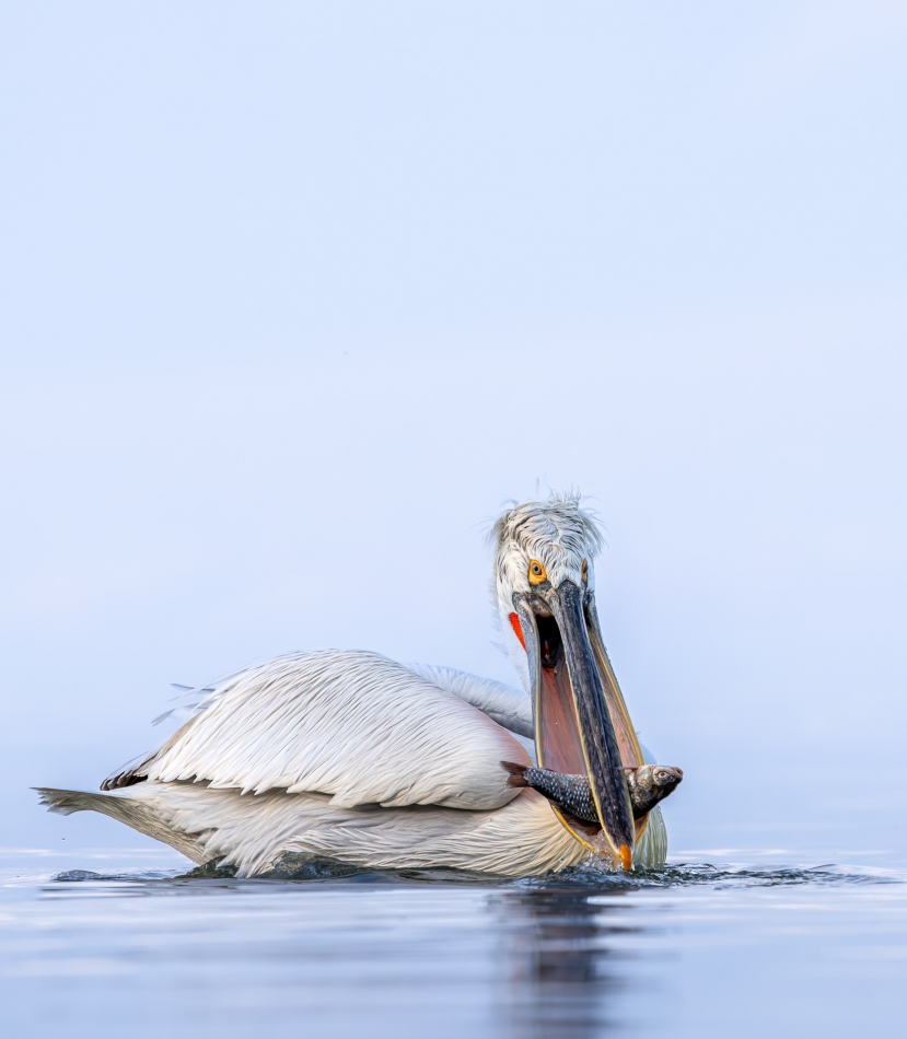 Lilen - Skuteczny rybak. Pelikan kędzierzawy (Pelecanus crispus) jest jednym z największych gatunków pelikanów, a jego dieta składa się głównie z ryb, takich jak karasie, karpie lub inne ryby słodkowodne. . Zdjęcie 326154