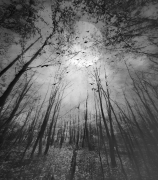 Deep Forest...