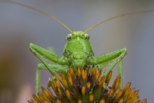 Tettigonia viridissima
