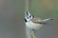 Czubatka, Crested Tit  ...