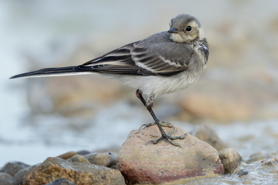 Pliszka siwa. . Zdjęcie 336824