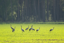 Wiosna na polach 